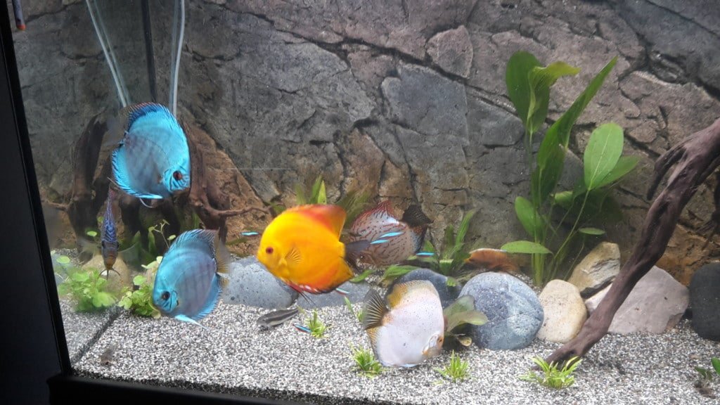 Discus 2