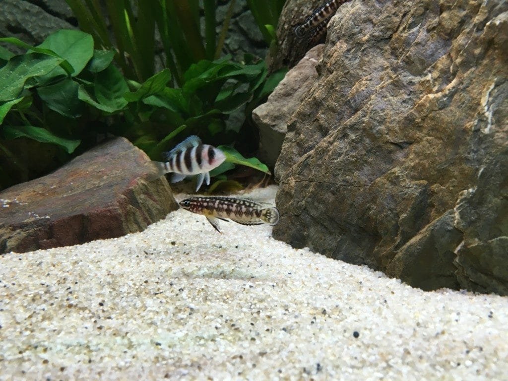 Julidochromis
