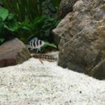Julidochromis