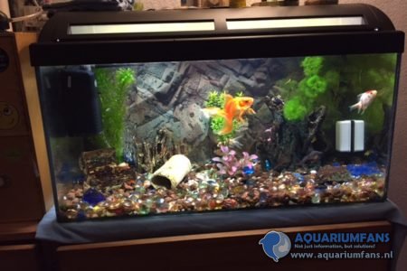 beginners aquarium