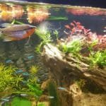 diamant gourami met kardinaal tetra 1