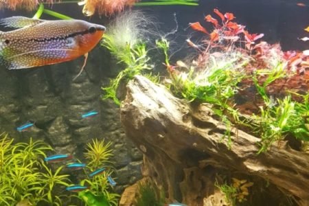diamant gourami met kardinaal tetra 1