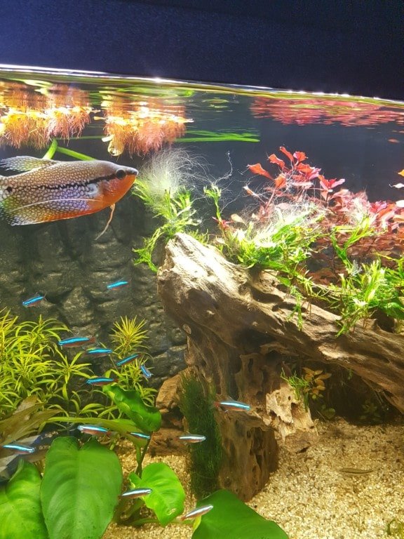 diamant gourami met kardinaal tetra 1