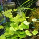 nu wat algemene draden