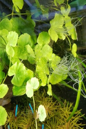 nu wat algemene draden