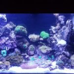 zout bakkie 4 maanden oud