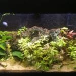 Aquarium na opstarten met vissen erin