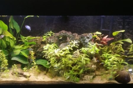 Aquarium na opstarten met vissen erin