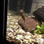 Borstelneus algeneter