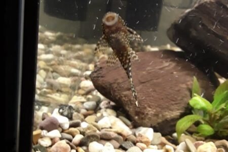 Borstelneus algeneter