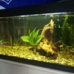 Dit is mijn aquarium