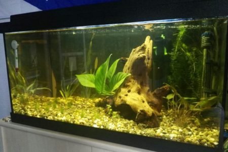 Dit is mijn aquarium