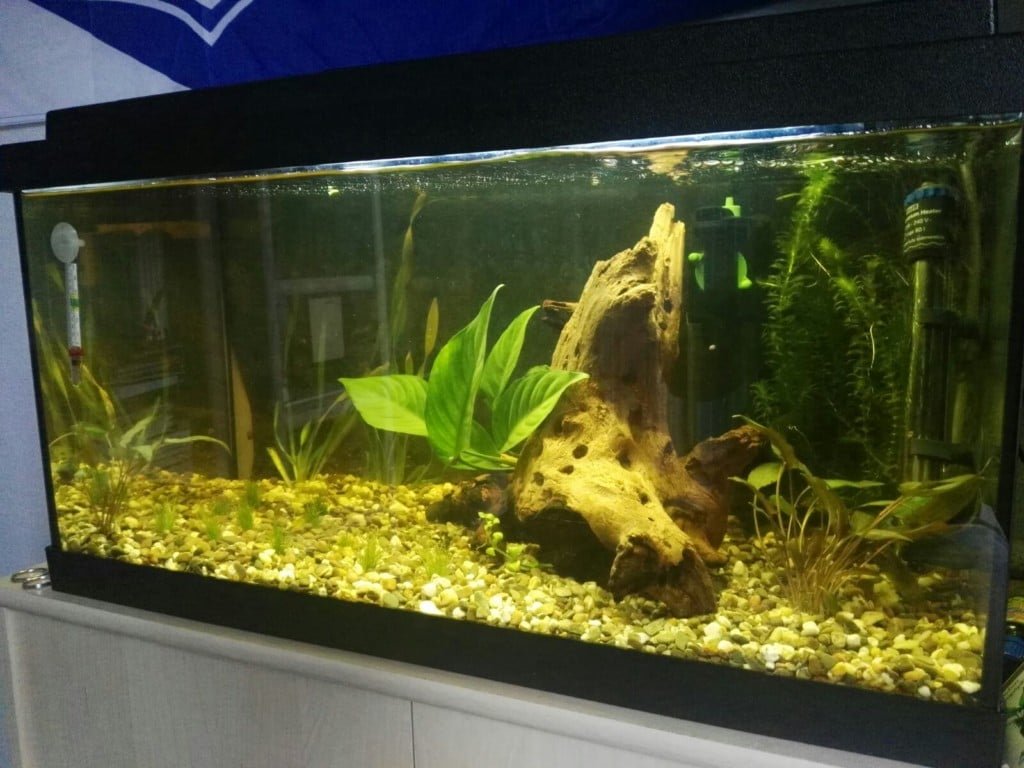 Dit is mijn aquarium