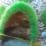 Een Neon in het huisje