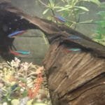 Kardinaals tetra en neon tetra