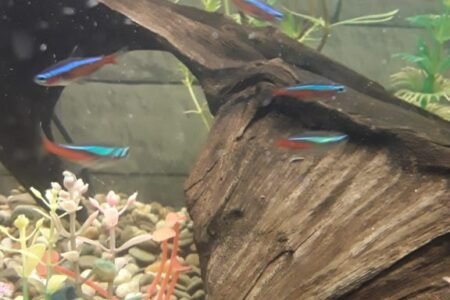 Kardinaals tetra en neon tetra
