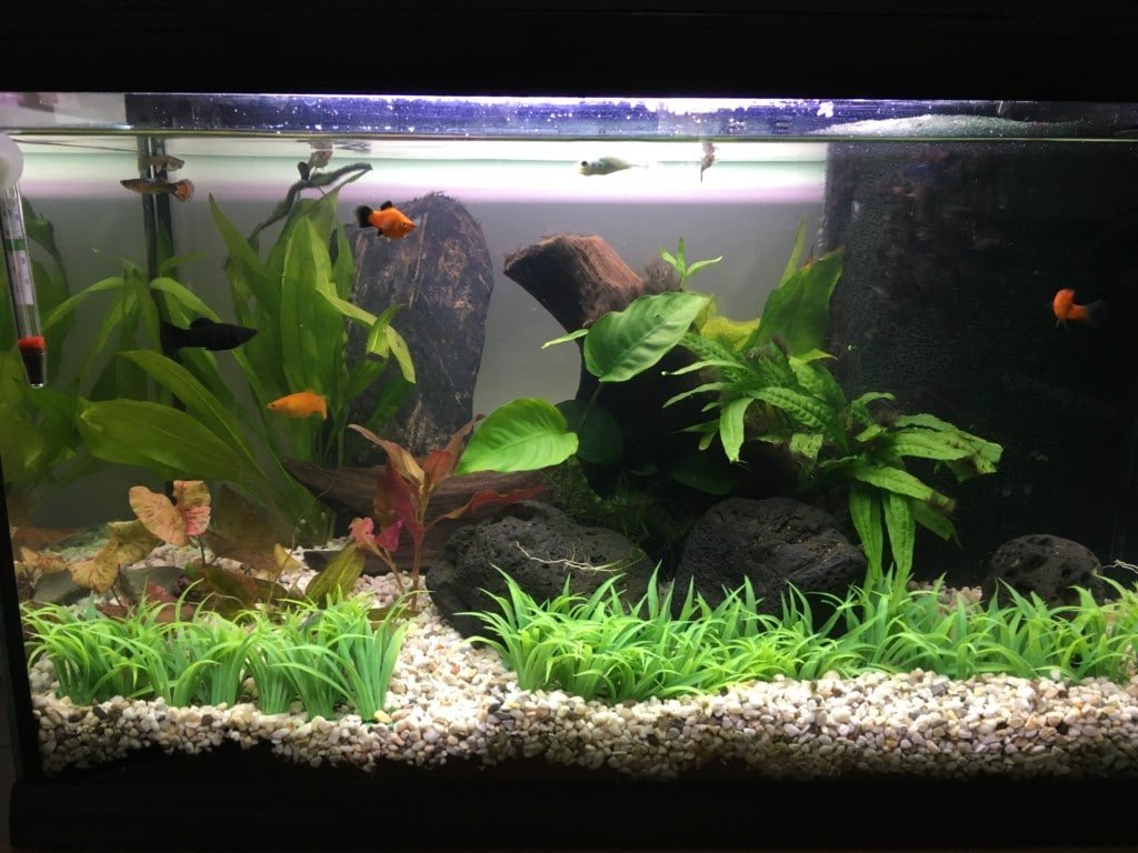 mijn aquarium cayman 60 professional