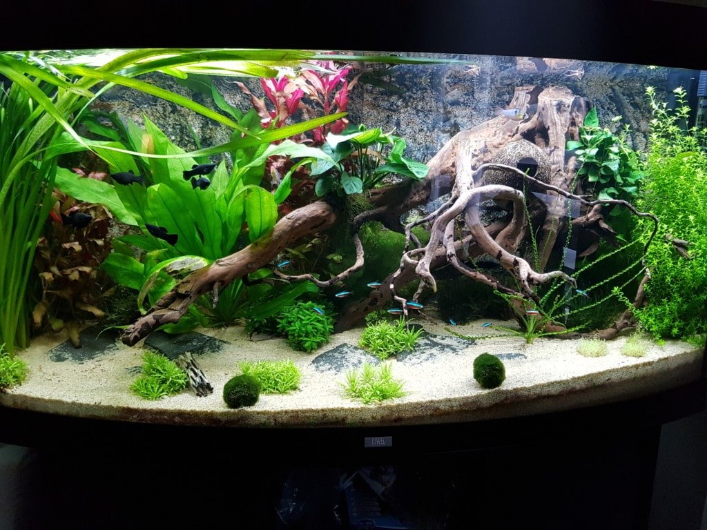 Amazonegebied Aquarium