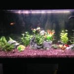 Aquarium net gezet....December 2016