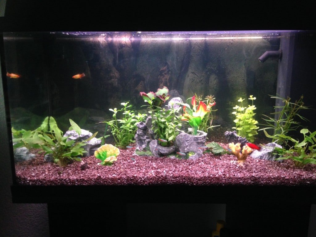 Aquarium net gezet....December 2016