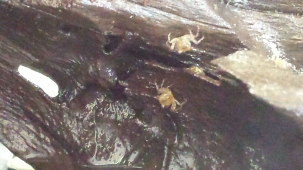 Baby Geosesarmas Vampierkrabben 2930 04 17