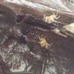 Baby Geosesarmas Vampierkrabben 2930 04 17