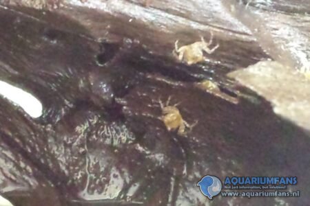 Baby Geosesarmas Vampierkrabben 2930 04 17