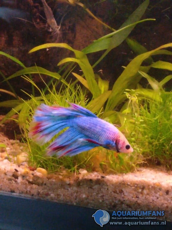 Betta