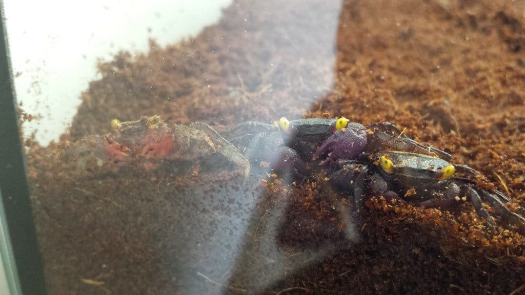 Geosesarma Vampierkrab
