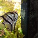 Maanvissen met afzetten eitjes