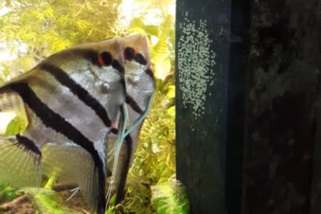 Maanvissen met afzetten eitjes