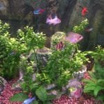 Neon tetra Ramirez plaatje Sumatraanse