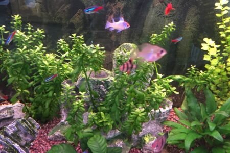 Neon tetra Ramirez plaatje Sumatraanse
