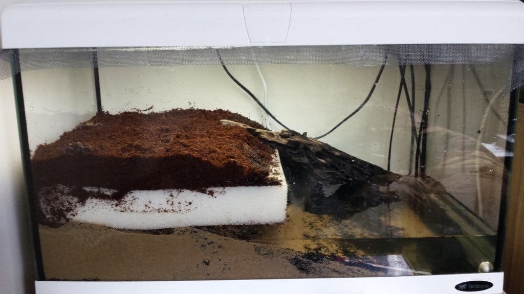 OREO