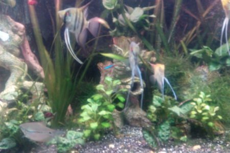 Onze maanvissen en gouramies
