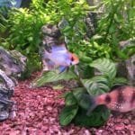 Rotsjes een potje en plantjes