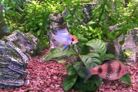 Rotsjes een potje en plantjes