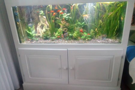 Rustgevend levendig aquarium