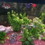 Zie de vele kleurtjes