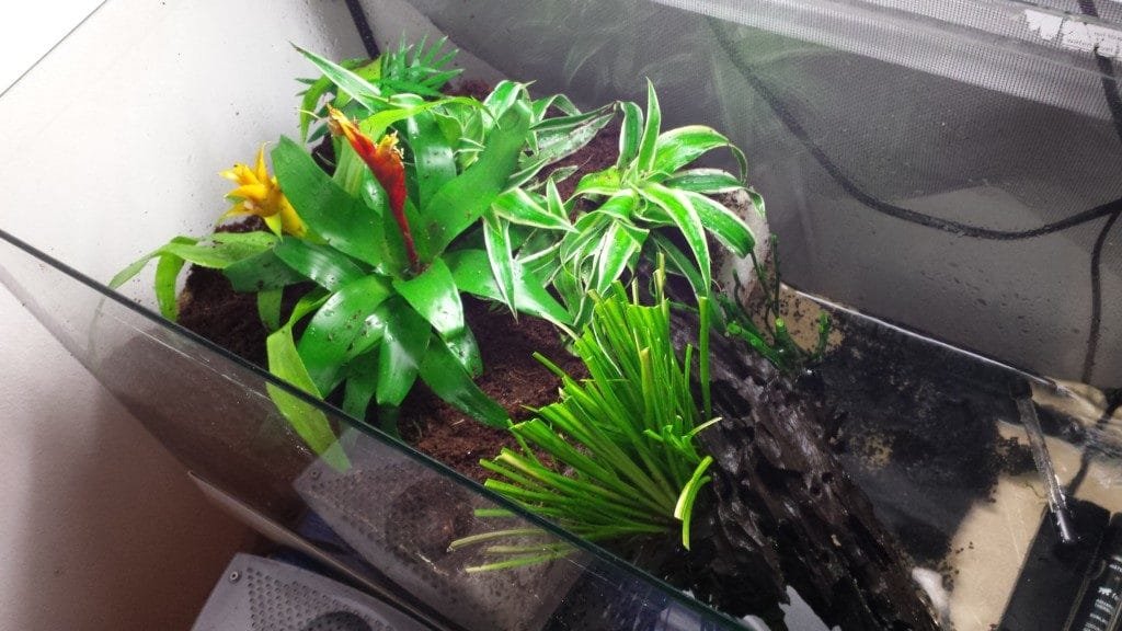 beplanting
