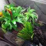 beplanting