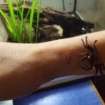 lopen over je arm