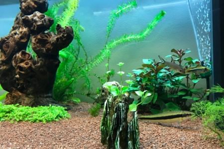 Aquascape 2