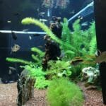 Aquascape 3