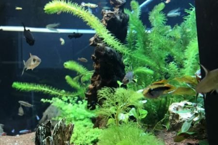 Aquascape 3
