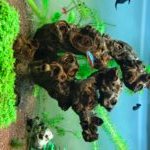 Aquascape 4