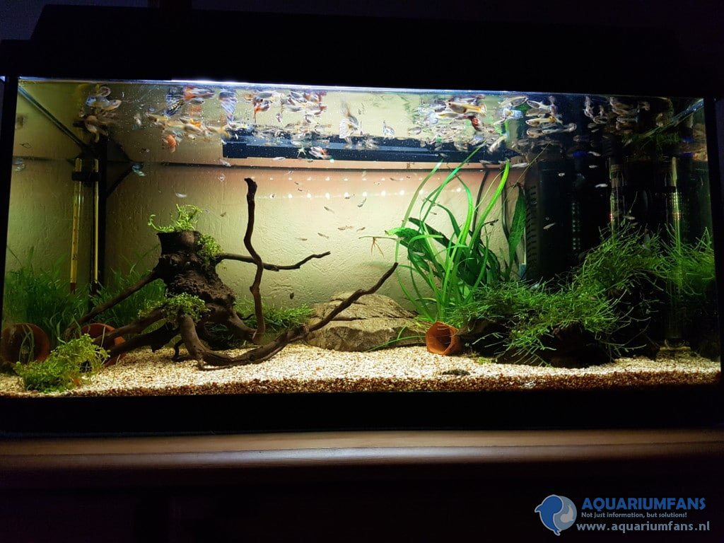 Guppies