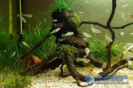 Hobbitboom in wording