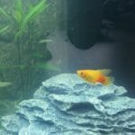Hoogvin sunrise platy