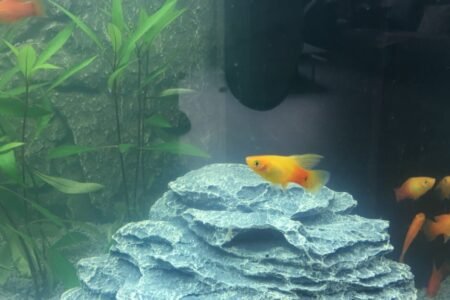 Hoogvin sunrise platy
